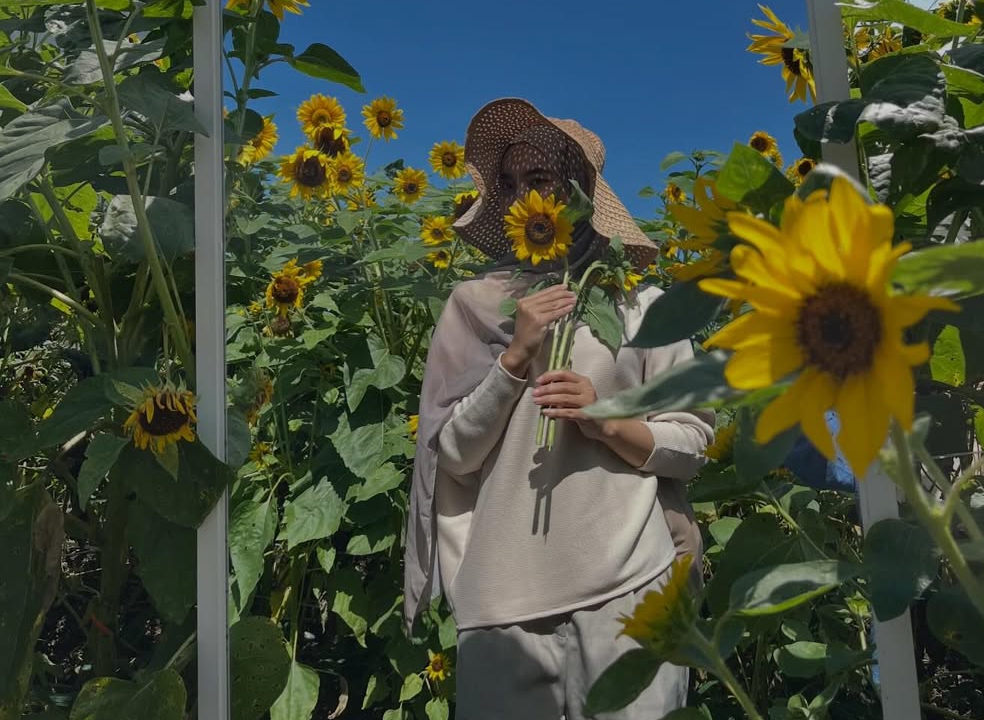 LADANG BUNGA MATAHARI